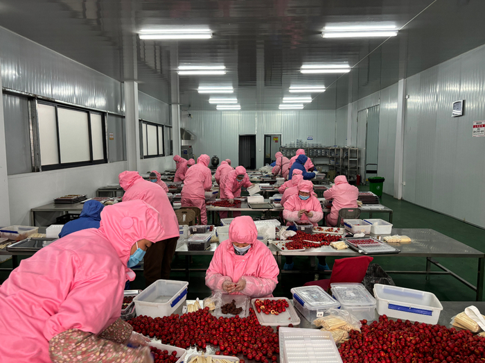 劉杜鎮山楂加工產業升級 高端糖葫蘆年產1500噸，打造初級農產品精深加工新標桿